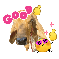 Nualchaweejankhiao_20260423154037