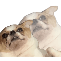 Jiaspellit .studio_20260422231456