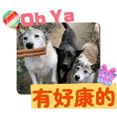 飛寶天天都開心