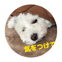 koko_20260423173257