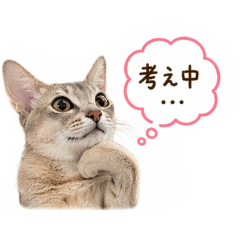 aruetaro_20260423173232