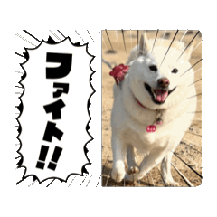 shiba's mama_20260424130333