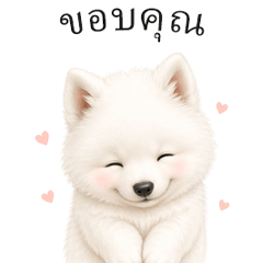 Cute Samoyed Reply Stickers TH