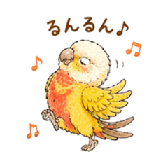 綠頰錐尾鸚鵡 陽光面綠頰錐尾鸚鵡