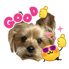 ssrr3388_20260423191427