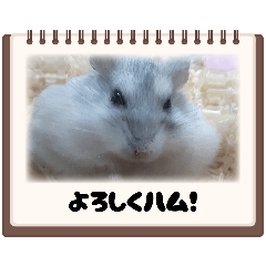 hamuhamu_20260423191721