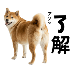 Daily Shiba Inu (Lots of Cute Butts)