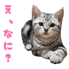 sakura_20260423195648