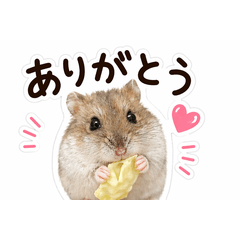 My Djungarian Hamster Stickers