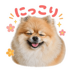 pomeranian ponta ver2