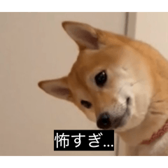 shibainu_uni_20260419195117