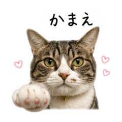 Hachi_20260423224814