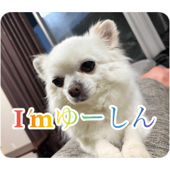 momonga_20260424011032