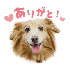 Colors photo_20260424082209