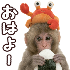 飛び出す!おさる