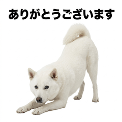 Hokkaido Dog 禮貌用語貼圖 - AG