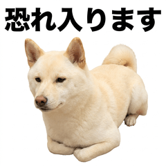 Cream Shiba 禮貌用語貼圖 - AG