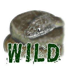 ワイルドヘビたち ~ネシア系~