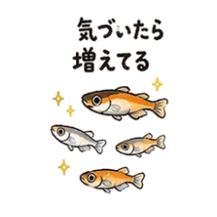 ImprovedMedakaCommonTraits 40 Stickers