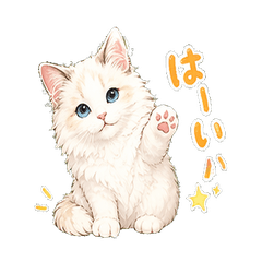 [Everyday Use] Ao the Ragdoll Cat