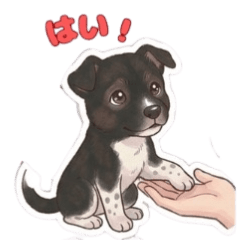 Cute mixed-breed dog, Goma2