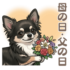 [Mothes & Fathers Day]Black Chihuahua