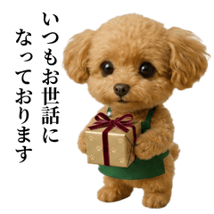 Toy Poodle Racchan uses polite language2
