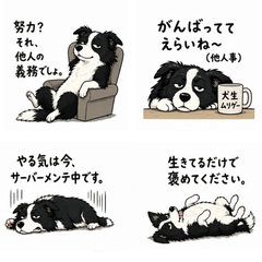 Border Collie's cold attitude