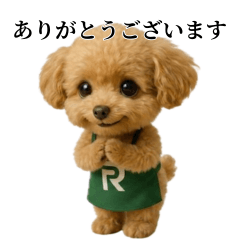 Toy Poodle Racchan uses polite language3