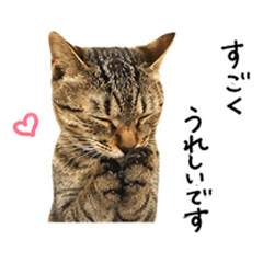 Sometimes Sweet Cat  Daily Stickers