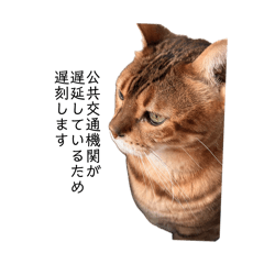 まーにゃんおんりー