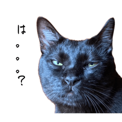 Shimeji_20260424103223