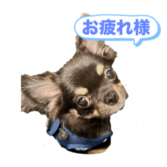 Black dog baby chiwawa