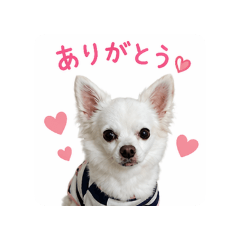 sumire_20260423201949