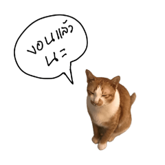 Neko Lovely