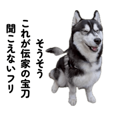 Husky with a strange appearance.