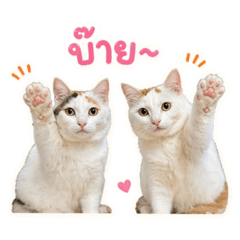 Wila22_20260423234513