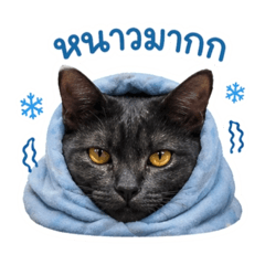 Wila22_20260424000441