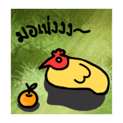 Maeo kin som_20260424000137