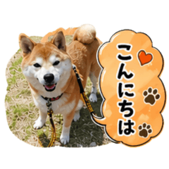 Everlasting Lucky Shiba: Daily Chat
