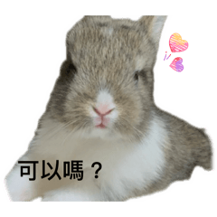 兔寶屁孩日常