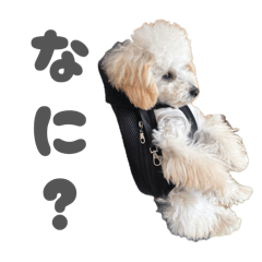 kurumi.noa.kota_20260423213136