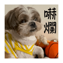 嘎逼&貝貝