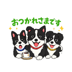 Border collie_20260423214954