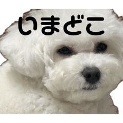 hachiko_20260423213427