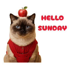 CAT TARO / TAMA / KALONG