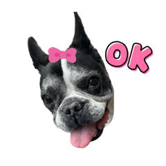 French Bulldog Mooping