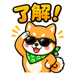 Fluffy Shiba Daily Life