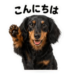 Dachshund Long Black and Tan