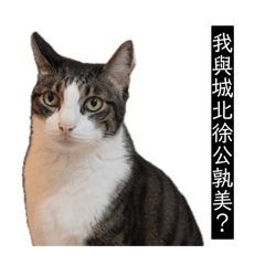 生而為貓我很豹歉